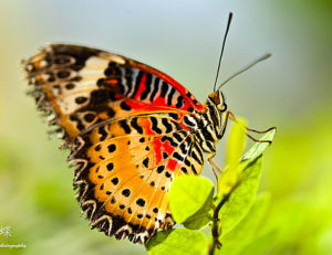 how to say butterfly in spanish language