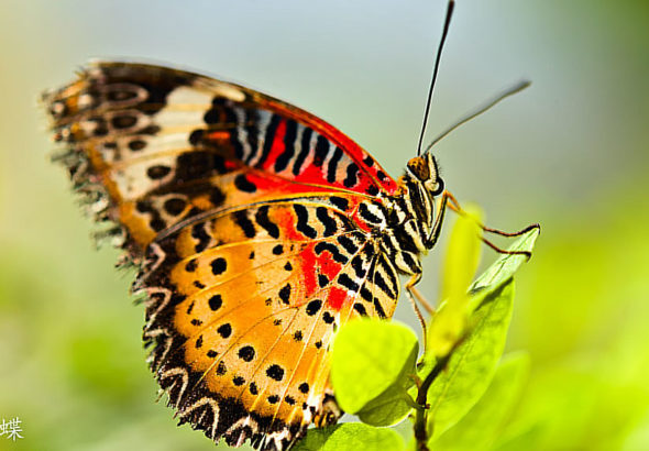 how to say butterfly in spanish language